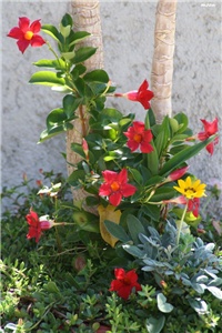 0fc1b555-IMG_7567 dipandenia.jpg